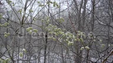 春天，一阵突然的冷响和一场暴风雪把开花的柳树的花洒落雪